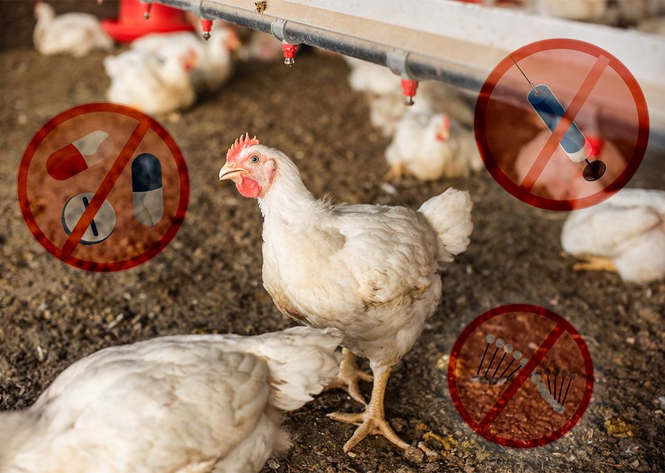 Antibiotic leave residues in animal products - Reduce the use of antibiotics