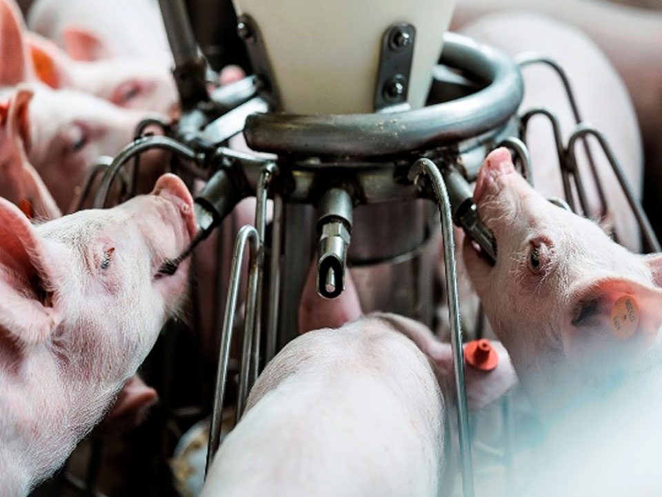 WATER-MEDICATION-A-BETTER-WAY-TO-DO-IT-Pig-production