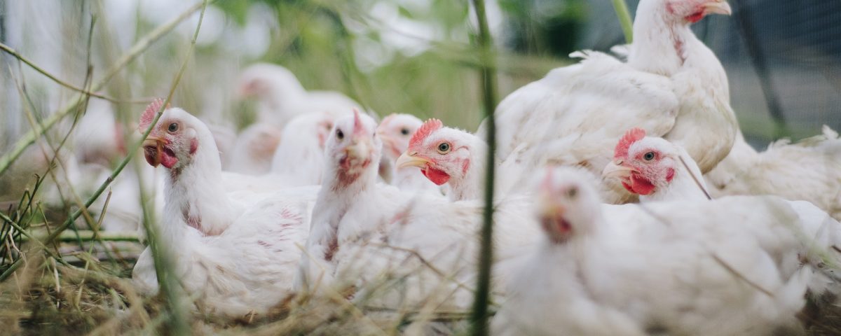How to identify and prevent mycosis and mycotoxicosis in poultry
