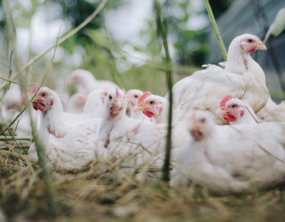 How to identify and prevent mycosis and mycotoxicosis in poultry
