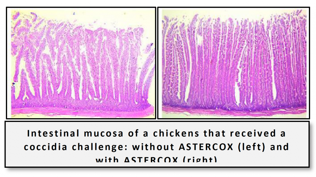 Intestinal mucosa of a chickens that received a coccidia challenge: without ASTERCOX (left) and with ASTERCOX (right)